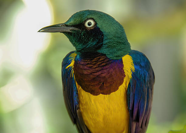 A Golden-breasted Starling perched on a branch at a bird sanctuary in Japan