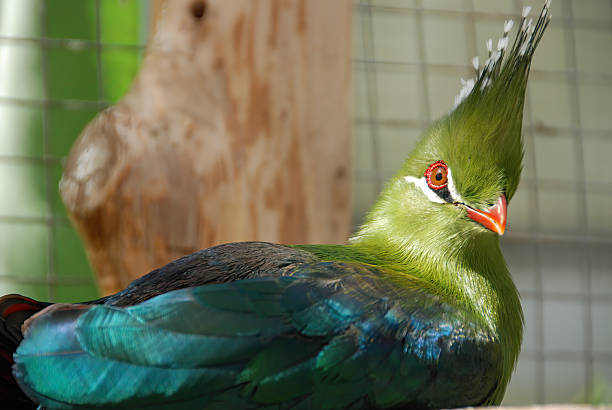 A close-up of a Livingstone's Turaco at a bird sanctuary in Japan