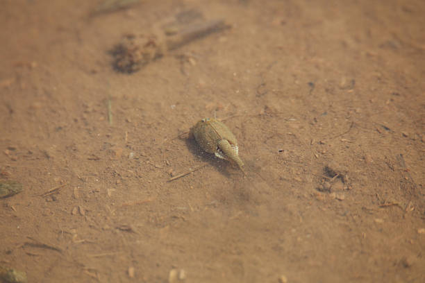 A child holding a tadpole turning into a frog.
