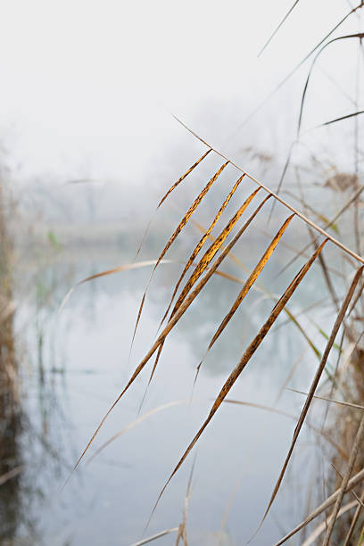 In the serene misty marsh, slender brown reeds sway gently, their delicate details blending seamlessly with the tranquil environment, creating a peaceful and calming atmosphere for all who behold it.