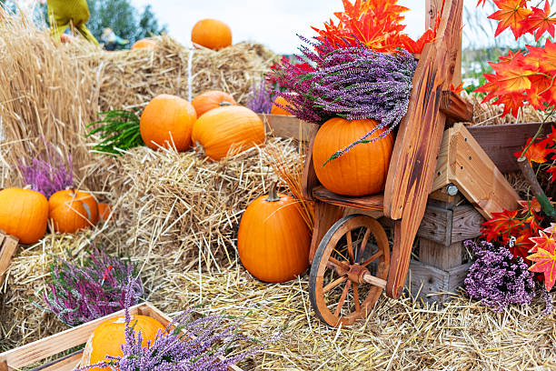 istock Rustic Autumn Still Life with Pumpkins, Flowers, and Hay in a Cozy Setting 2231926280