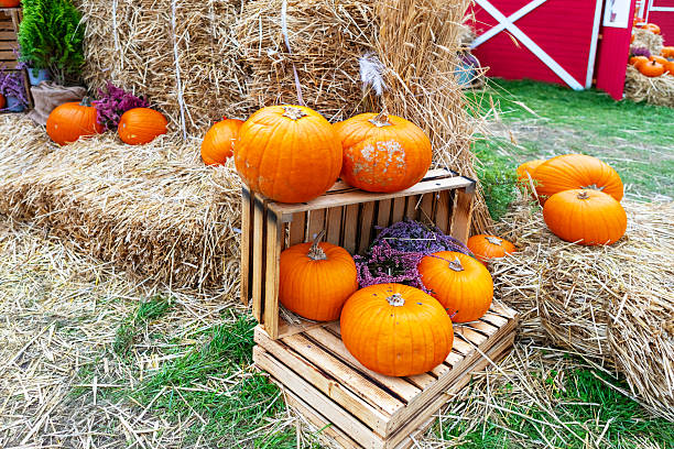 istock Rustic Farmhouse Harvest Scene with Pumpkins in a Haystack Near a Large Red Barn 2231926282