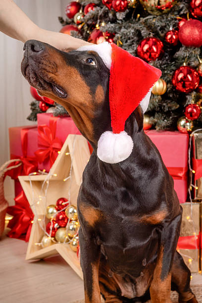 A black Doberman Pinscher in a Santa hat sits by a Christmas tree. The tree has red and gold ornaments with white lights. The festive scene includes wrapped gifts and a loving dog gaze.