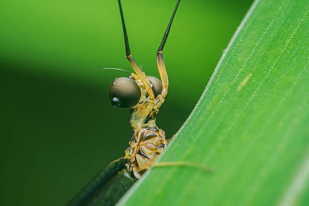 Close-up of a mayfly perched on a vibrant green leaf, highlighting delicate wings, long antennae, and a segmented body against a blurred natural background, Insects macro selective focus, chumphon in thailand.
