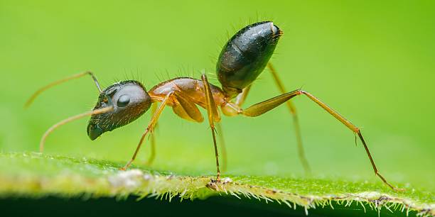 istock Carpenter ant exploring green leaf in close-up macro photography. 2231927640