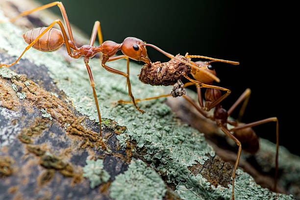 istock Weaver ants carrying food on tree branch in rainforest 2231927754