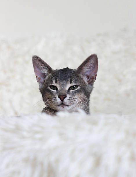 istock Abyssinian domestic kitten lying on the sofa 2231929691