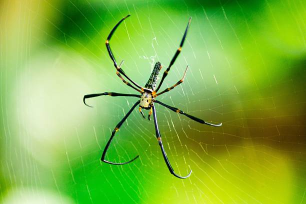 istock Beautiful macro insect photography with sharp focus 2231932246