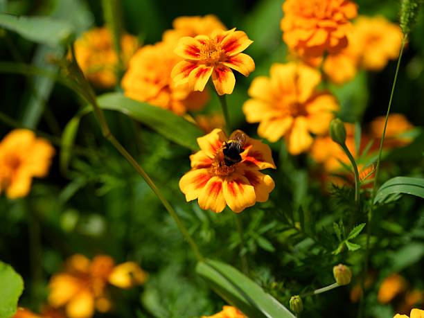 Bumblebee gathering pollen from tagetes flower.