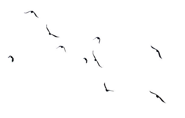 istock A flock of birds flying in the sky 2231937720