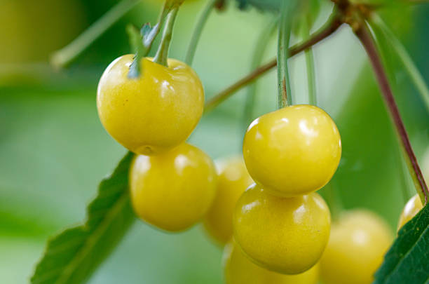 istock A bunch of yellow cherries hanging from a tree 2231937724