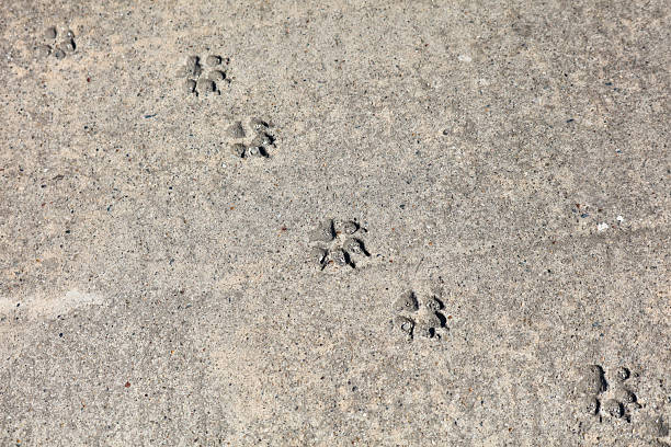 A series of paw prints are visible on a concrete sidewalk. The paw prints are small and scattered, indicating that they were made by a variety of animals. Concept of curiosity and wonder