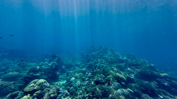 istock Sun rays underwater over a coral reef. 2231938131