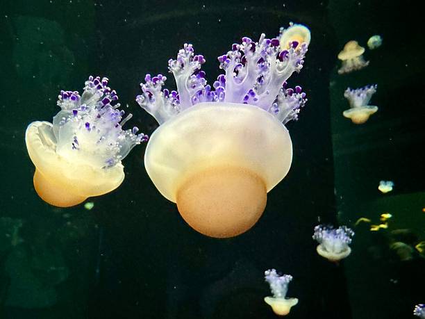 Fried egg jelly fish in the aquarium