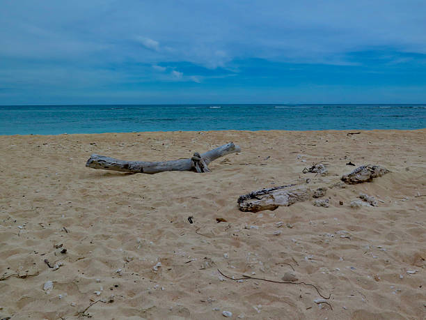 Dry large logs and branches with a light bark are lying on a sandy wild empty beach against the backdrop of a calm, warm, gleaming Black Sea and a clear blue sky