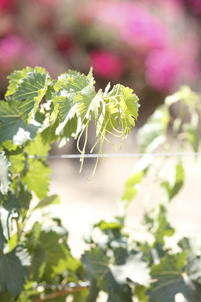 istock Close-up of grapevine leaves at a winery 2231938450