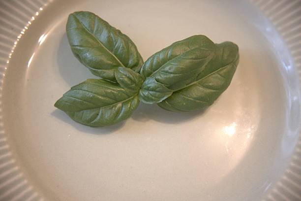 Green basil leaves placed on a white plate, photographed in close up with copy space. Perfect for culinary, cooking, and natural food concepts.