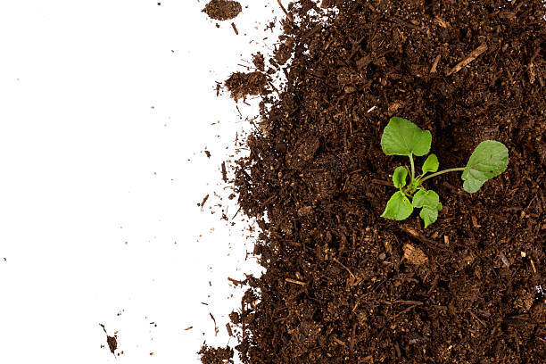 plant in soil right border top view isolated