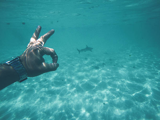 istock Diver making ok sign underwater near shark 2231939320