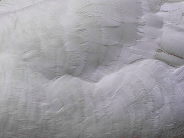 close-up of soft white feathers