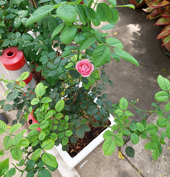 Lovely blooming pink miniature roses used as charming garden decoration.