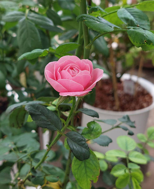 istock Blooming Pink Mini Roses in Garden 2231943171