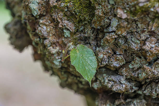 Close-up of a green leaf resting on textured tree bark in a serene forest setting during daylight