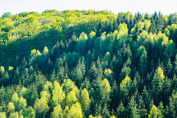 A vibrant forest in Sweden showcases a mix of towering coniferous and broadleaf trees under clear skies, illuminated by bright sunlight, creating a serene nature setting.