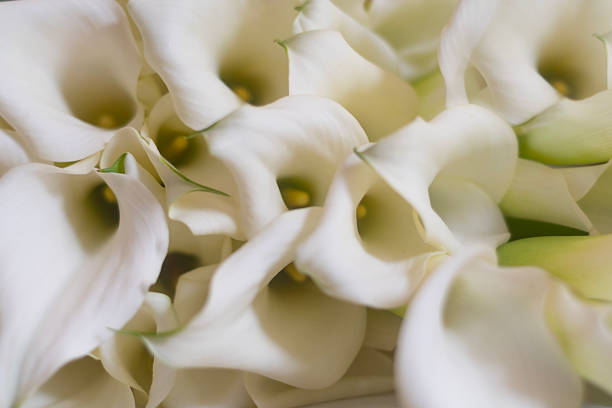 A stunning ultra-close-up of a yellow calla lily spadix covered in pollen, featuring a single, crystal-clear water droplet on the tip. The soft, neutral background creates a serene, minimalist aesthetic perfect for wellness or nature-themed projects.