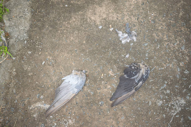 A pair of bird wings and a scattering of feathers lie on a concrete surface, a somber and stark depiction of a small part of urban wildlife.