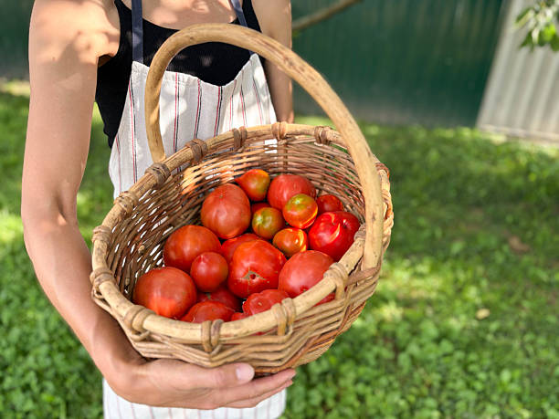 istock Female farmer hands holding basket with picked tomatoes. Picking fresh tomatoes from bush. Gardening and farming. 2231949375