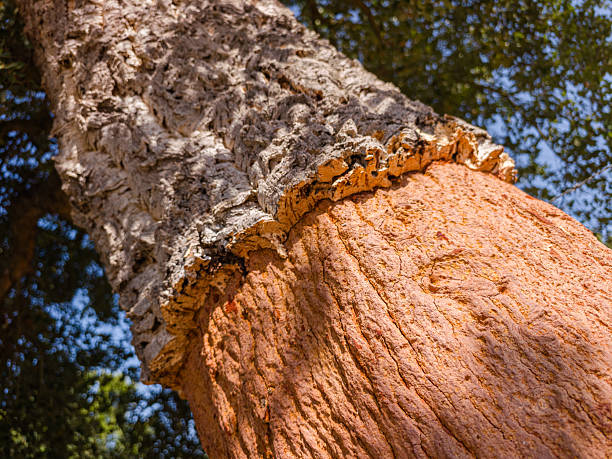 Cork oak trunk is freshly stripped, revealing its reddish core. Close-up shot of bark texture.