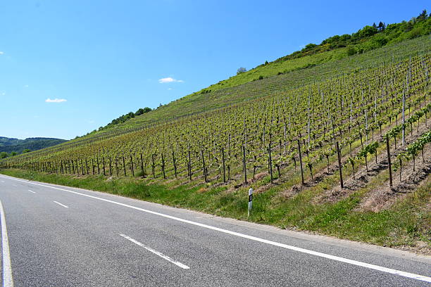 istock straight road in the vineyards 2231950969