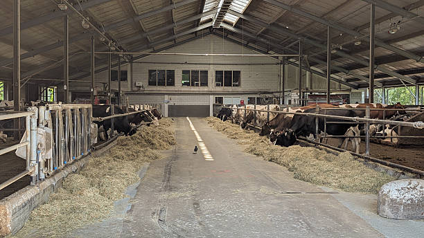 istock Modern Dairy Farm Interior Featuring Cows Feeding on Hay in Spacious Barn 2231951220