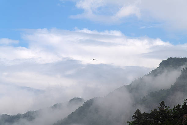 istock bird flying on the cloudy mountain 2231951289
