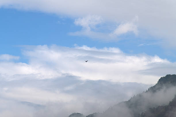 istock bird flying on the cloudy mountain 2231951297