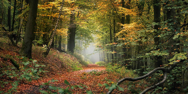 istock Hiking trail in a forest with autumn colors 2231951314