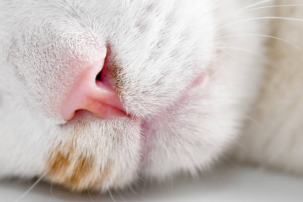 sleeping cat
