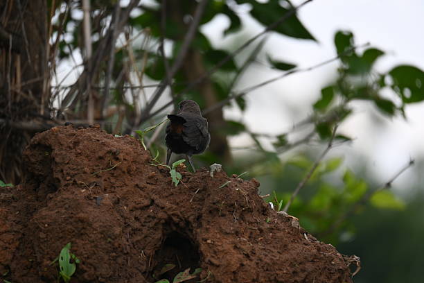 Indian robin or Copsychus fulicatus bird. It is a species of passarine bird in the family Muscicapidae. It is widespread in the Indian subcontinent and ranges across Bangladesh, Bhutan, India, Nepal.