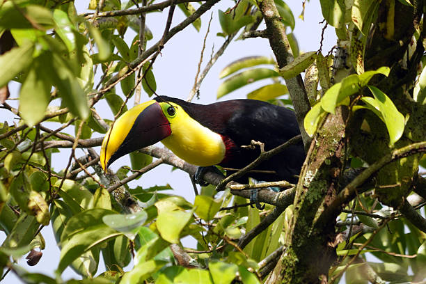 istock Yellow-throated toucan (Ramphastos ambiguus) 2231952551