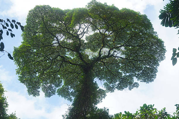 Brocoli tree ((Ceiba pentandra)) in Mistico National Park