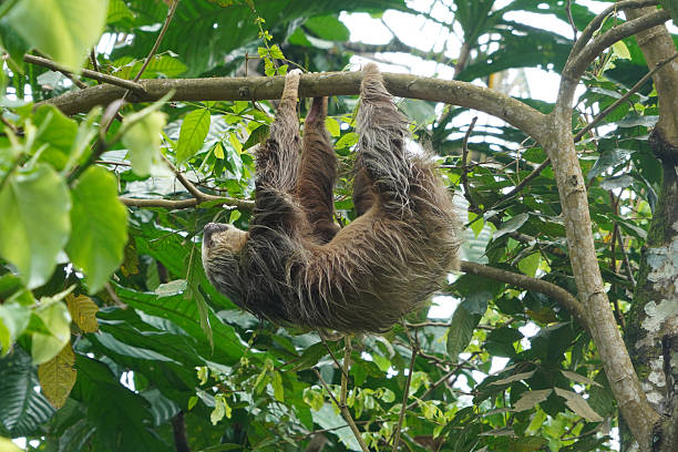 istock Hoffmann's two-toed sloth (Cholepus Hoffmann) in Puerto Viejo town 2231952705