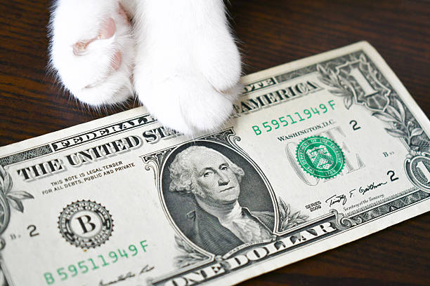 istock One dollar bill with cat paw. 2231952708