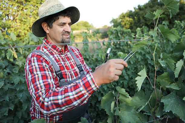 Senior Man In Work Overalls And Hat Inspecting Vineyard With Magnifying Glass, Closely Examining Grapevines And Leaves Under Bright Daylight, Representing Careful Agricultural Work And Crop Monitoring.