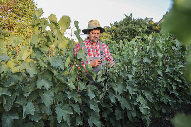 Senior Man In Work Overalls And Hat Inspecting Vineyard With Magnifying Glass, Closely Examining Grapevines And Leaves Under Bright Daylight, Representing Careful Agricultural Work And Crop Monitoring.
