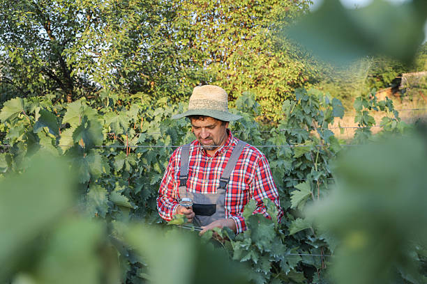 istock Mature Farmer Wearing Hat Inspecting Grapes Closely 2231953178