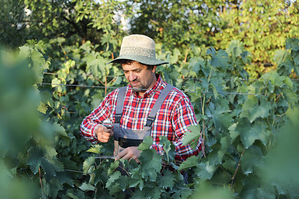 Senior Man In Work Overalls And Hat Inspecting Vineyard With Magnifying Glass, Closely Examining Grapevines And Leaves Under Bright Daylight, Representing Careful Agricultural Work And Crop Monitoring.