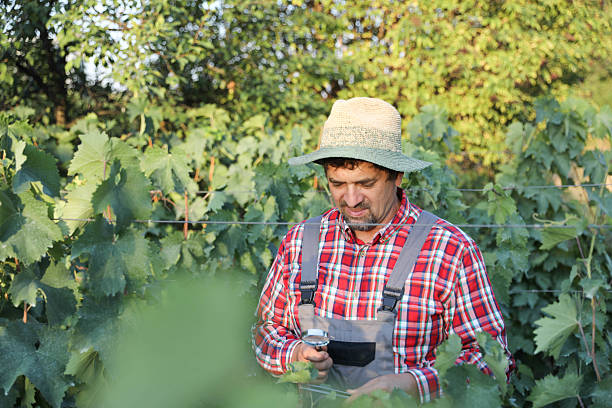 istock Mature Farmer Wearing Hat Inspecting Grapes Closely 2231953205