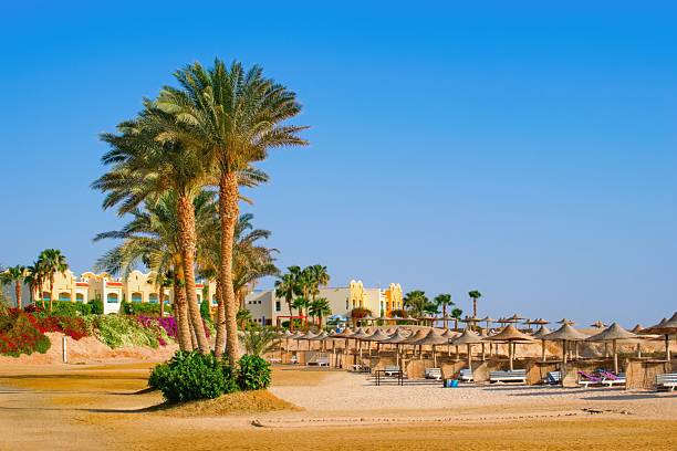 istock Idylic beach with palms and sun umbrelas, Red Sea, Egypt 2231953361