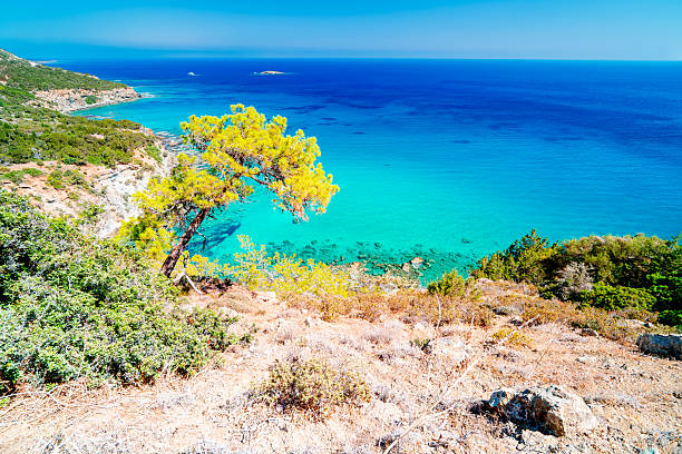 istock Pine tree on the coast azure Mediterranean Sea. 2231955904